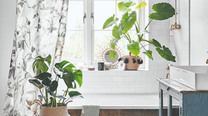 Hanging houseplants on a white wall