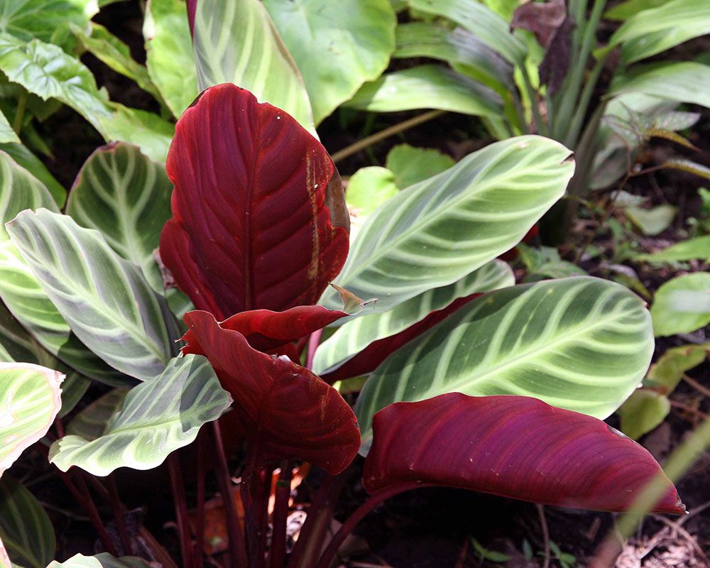 pet-friendly houseplants