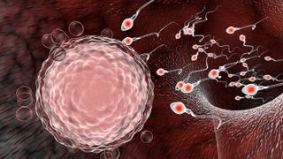 Fertilization of human egg cell by sperm cells, spermatozoons, 3D illustration