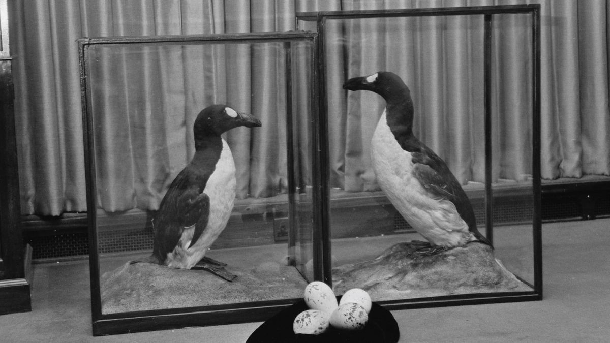 black and white photo showing two great auks in museum display cabinets with eggs placed on a black cushion 