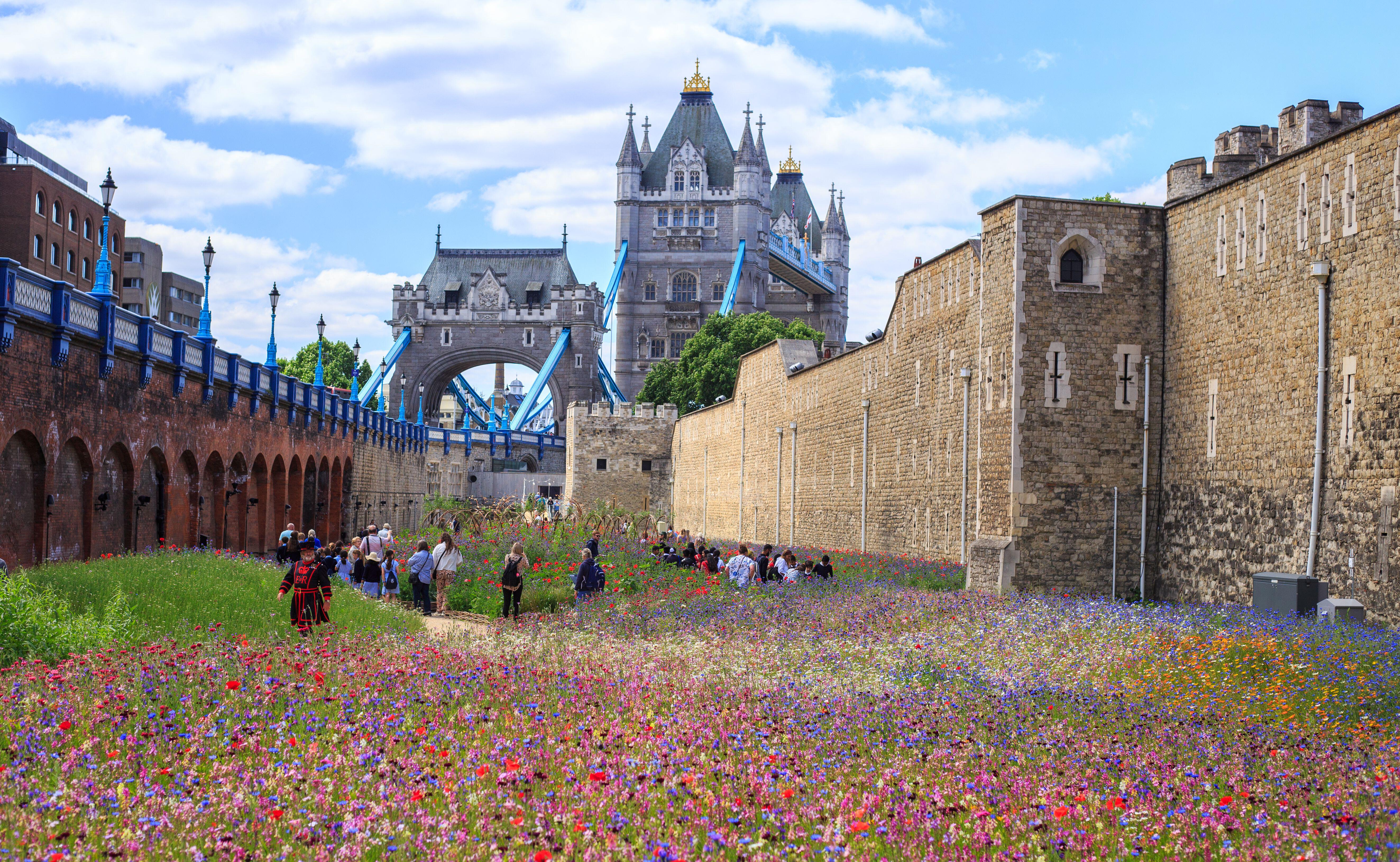 The Tower of London Moat was filled with millions of wild flower seeds to encourage wildlife in 2022 as part of Superbloom.