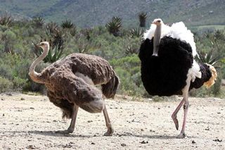 Ostrich Facts: The World's Largest Bird | Live Science