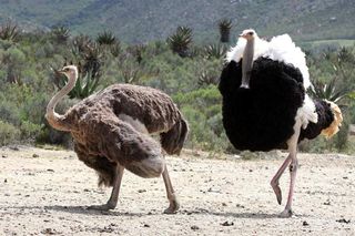 male ostrich with beautiful feathers displaying to it's mate 