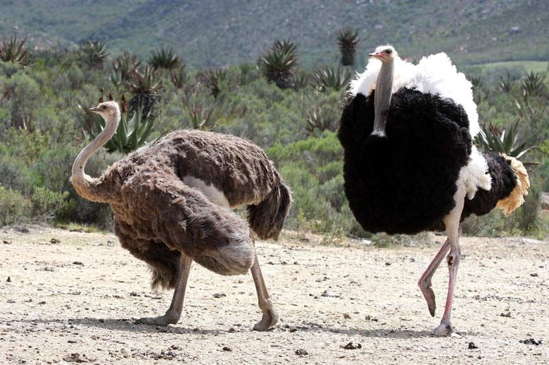 male ostrich with beautiful feathers displaying to it&#039;s mate 