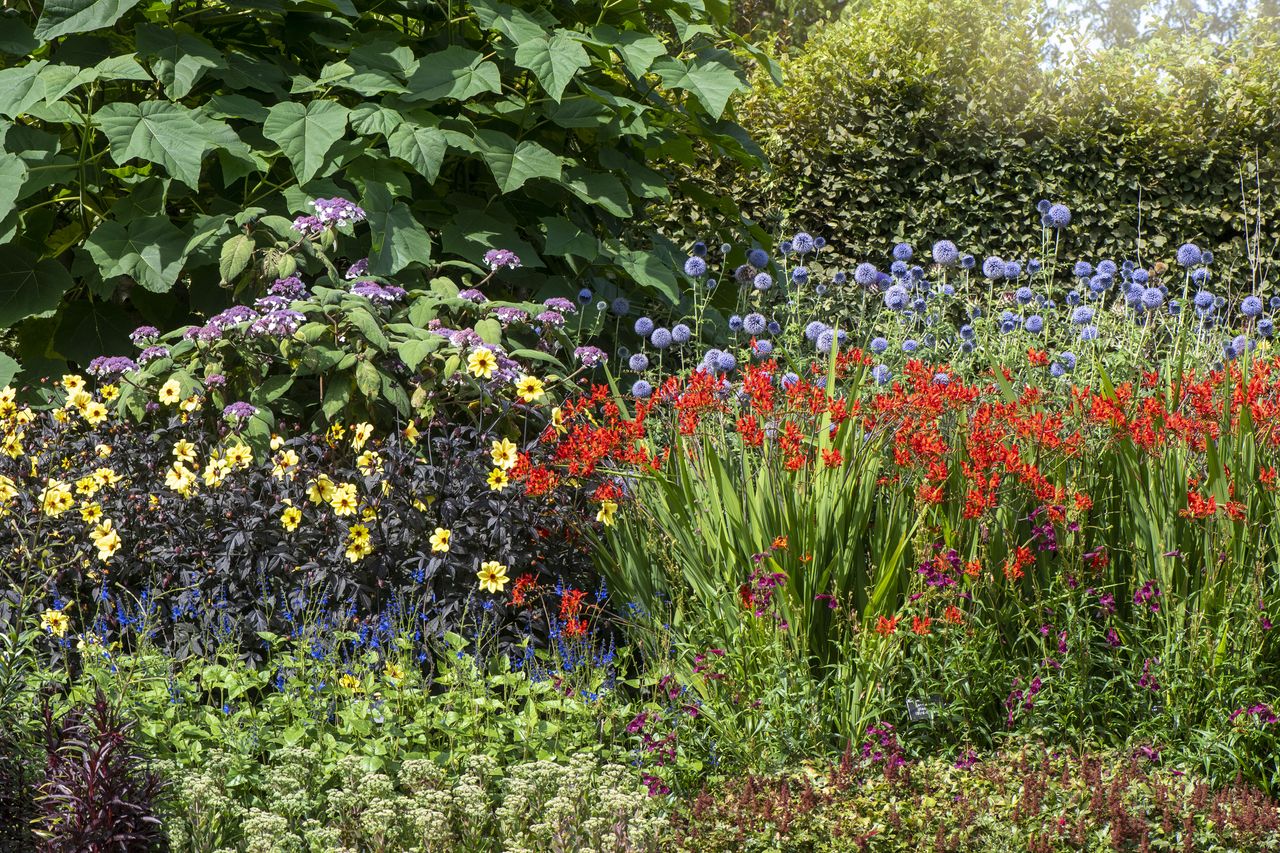 A garden bed full of colorful flowers