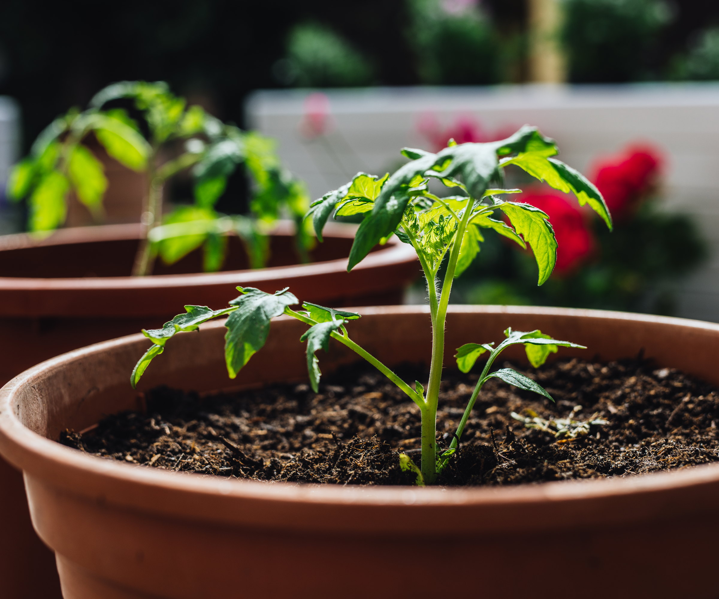 Young tomato plants growing in containers in a greenhouse