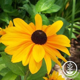 Black-Eyed Susan