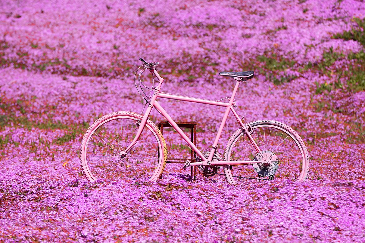 A sea of pink in Sardinia