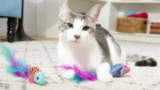 cat surrounded by toys from one of the best cat subscription boxes