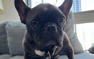 A French Bulldog sitting on a couch, looking into the camera with large, expressive eyes.