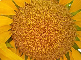A mature, blooming sunflower is a composite flower