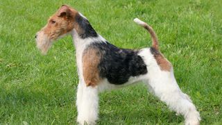 Wire fox terrier