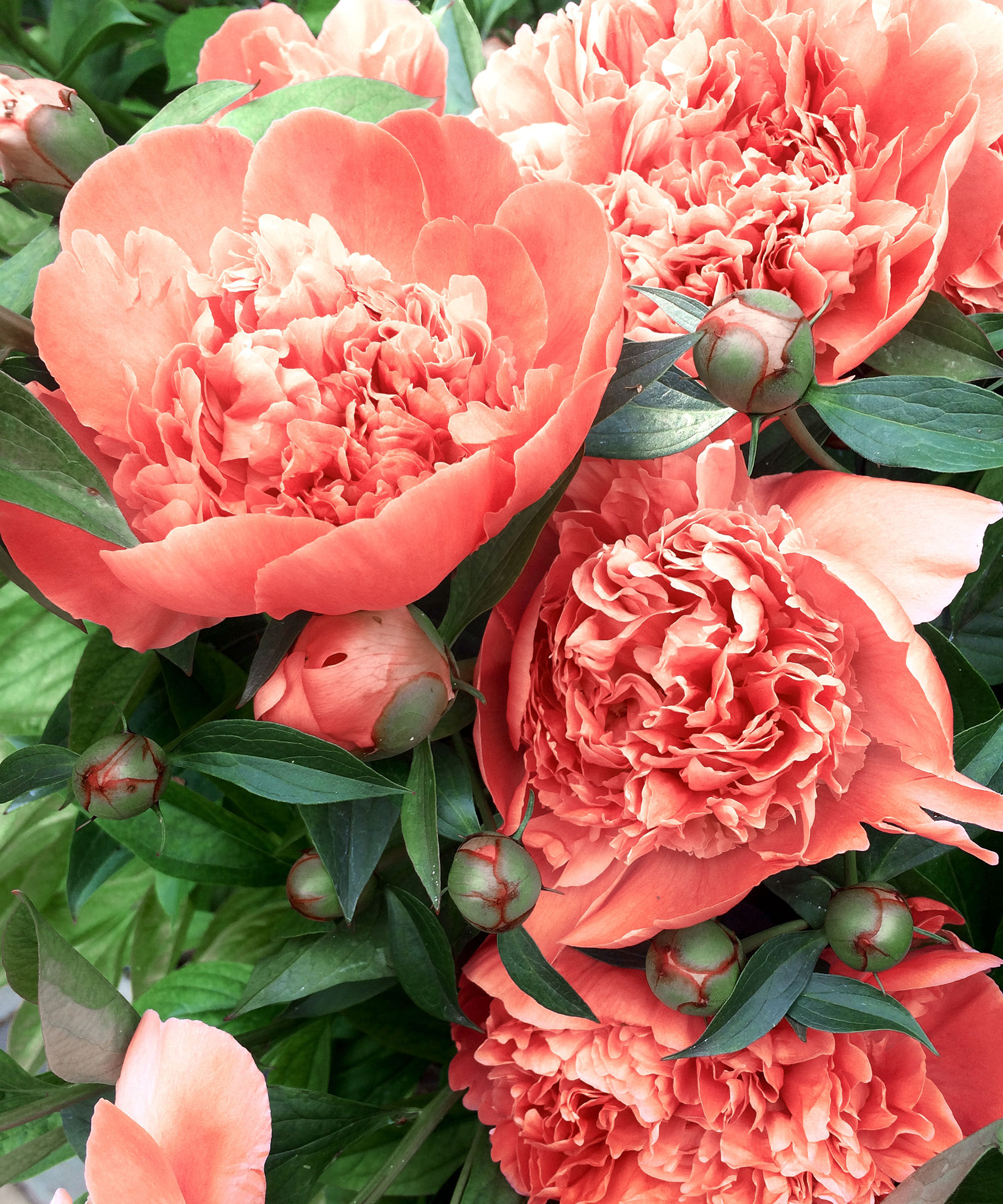 peony Coral Charm with peachy pink flowers