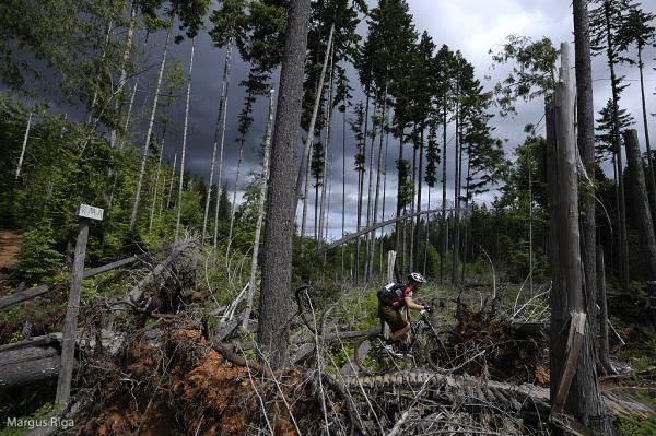 A rider through the forests