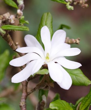 Magnolia stellata 'Water Lily' flower