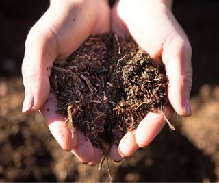 Compost in hands