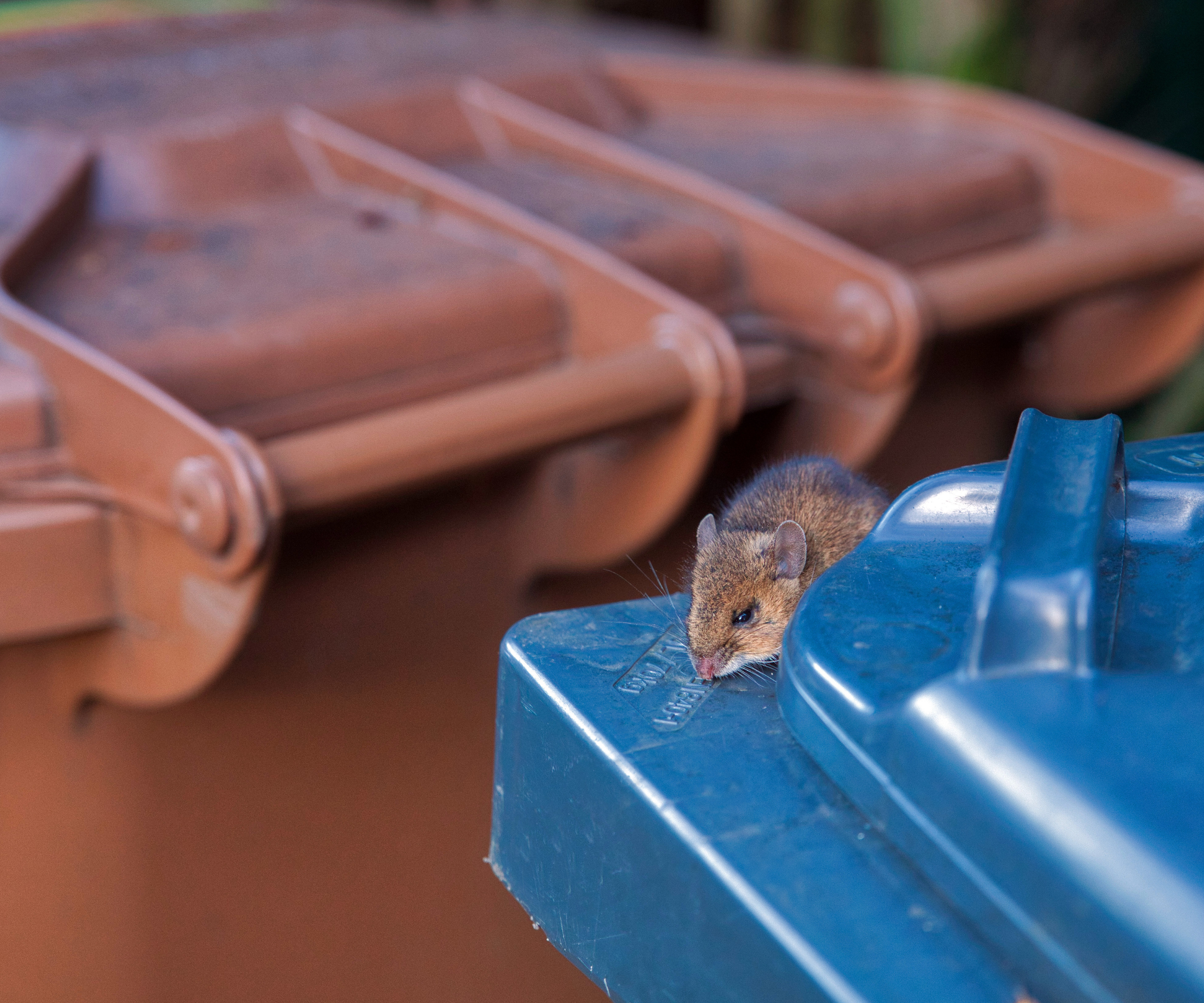 Mice on top of a blue bin with a brown bin in the background