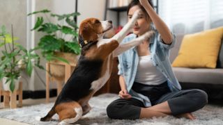 Woman training beagle dog in her living room
