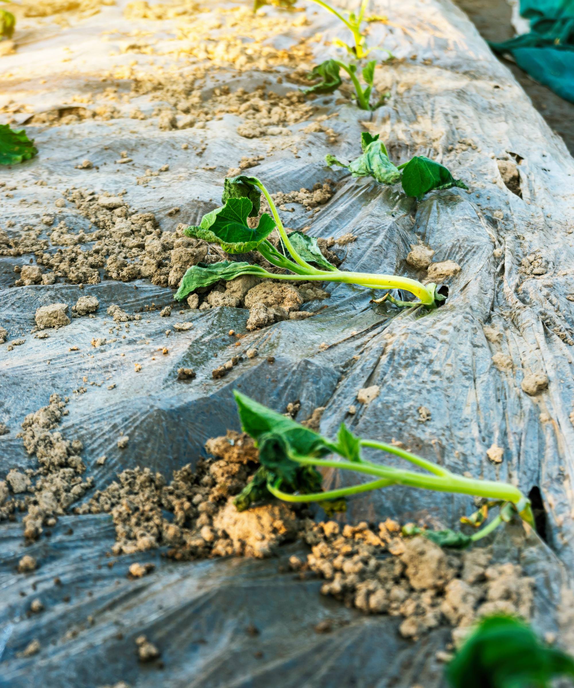 Wilted seedlings growing out of landscape plastic