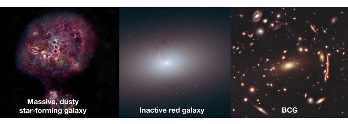 These three panels show, from left to right, what the galaxy XMM-2599&#039;s evolutionary trajectory might be, beginning as a dusty star-forming galaxy, then becoming a dead galaxy, and perhaps ending up as a &quot;brightest cluster galaxy,&quot; or BCG.