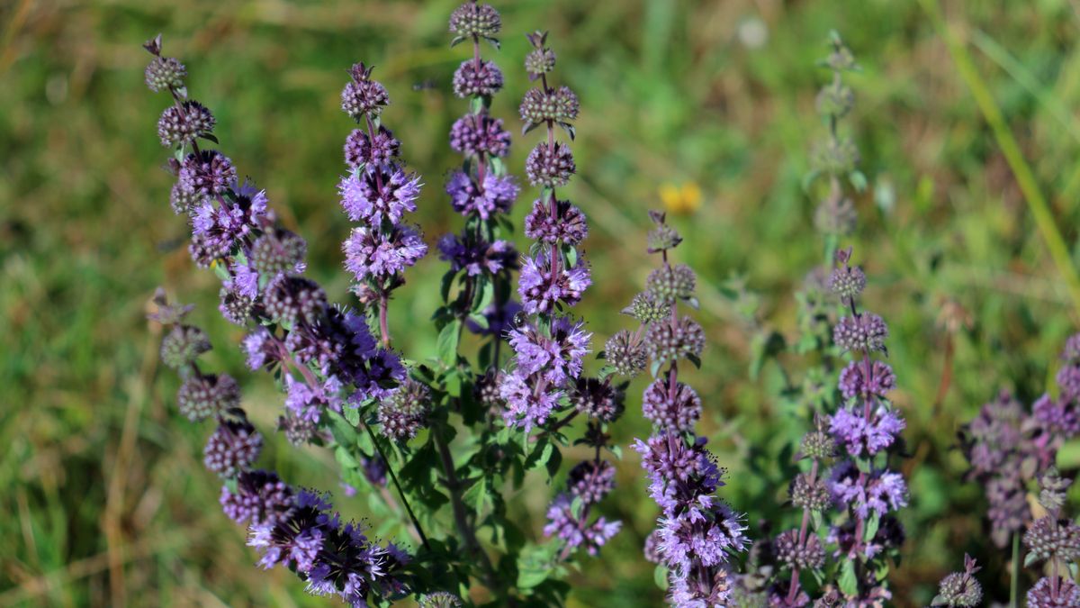 7 plants that repel cats and keep them out of your yard Tom's Guide