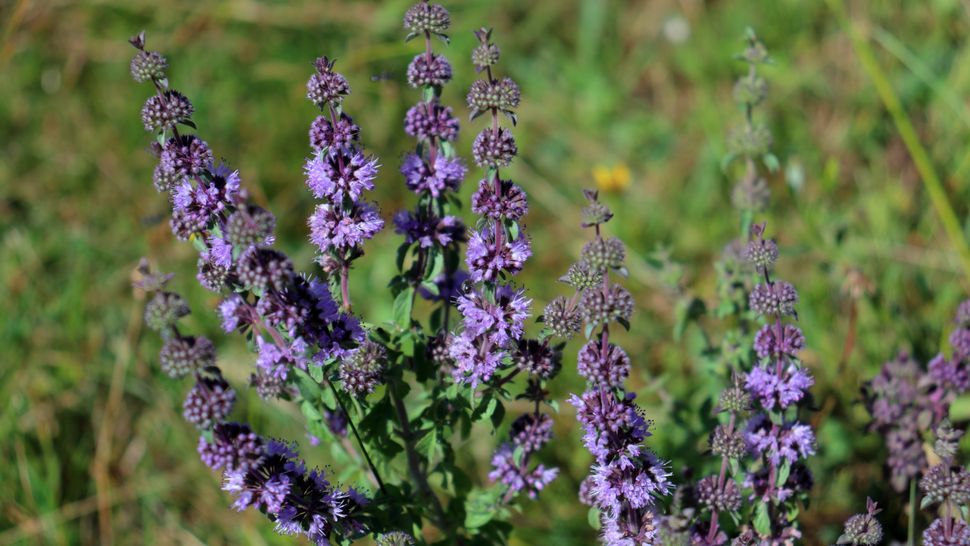 7 plants that repel cats and keep them out of your yard Tom's Guide