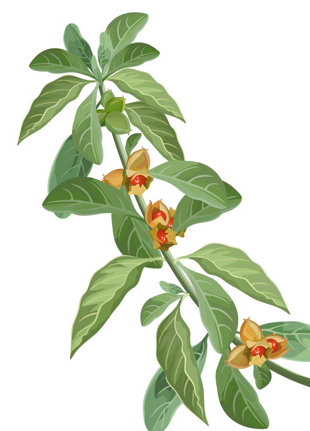 Ashwagandha