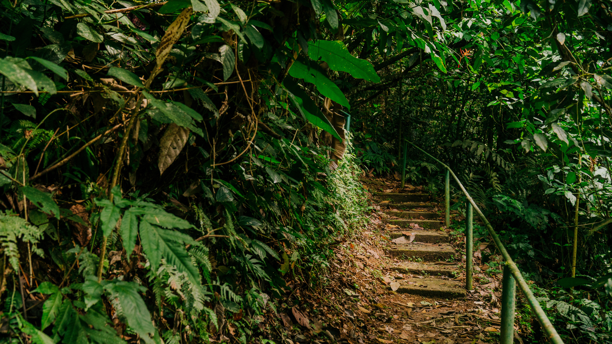 Forest in Trinidad