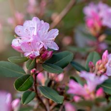 Close up of pink azaleas