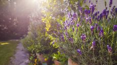 Shrubs in containers in front of a house