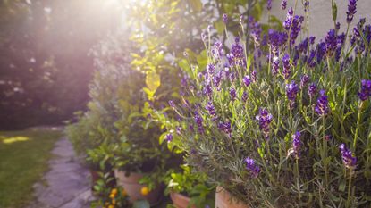 Shrubs in containers in front of a house