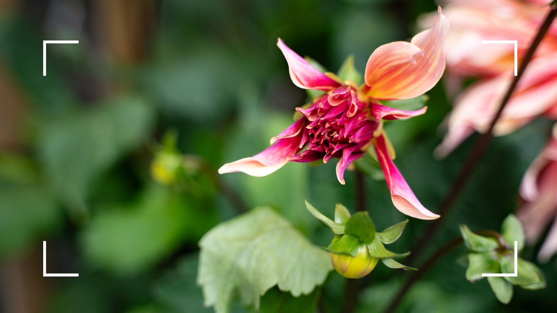Picture of dahlias not quite open and closed buds
