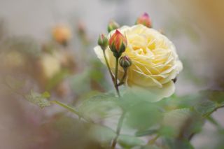 Yellow Climbing Roses with Side Buds