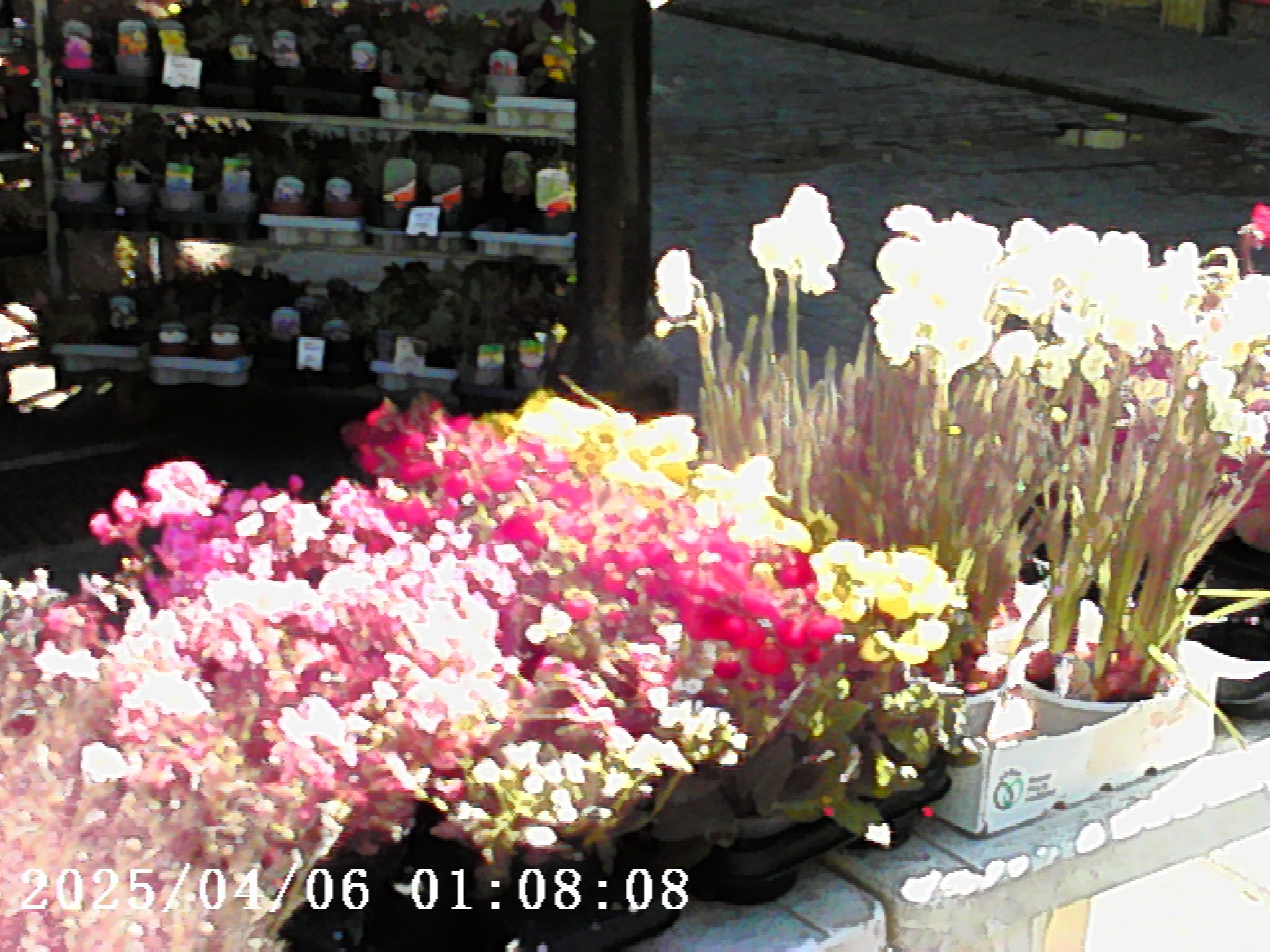 Photo Creator Mini Cam sample image