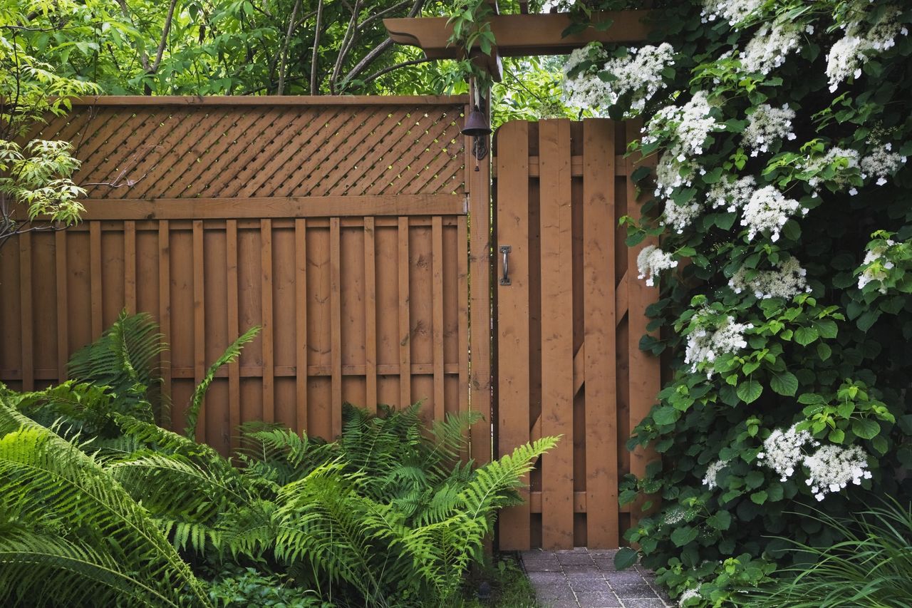 Hydrangea - best climbing plant