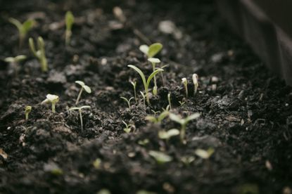 Seedling Sprouting Out Of The Soil
