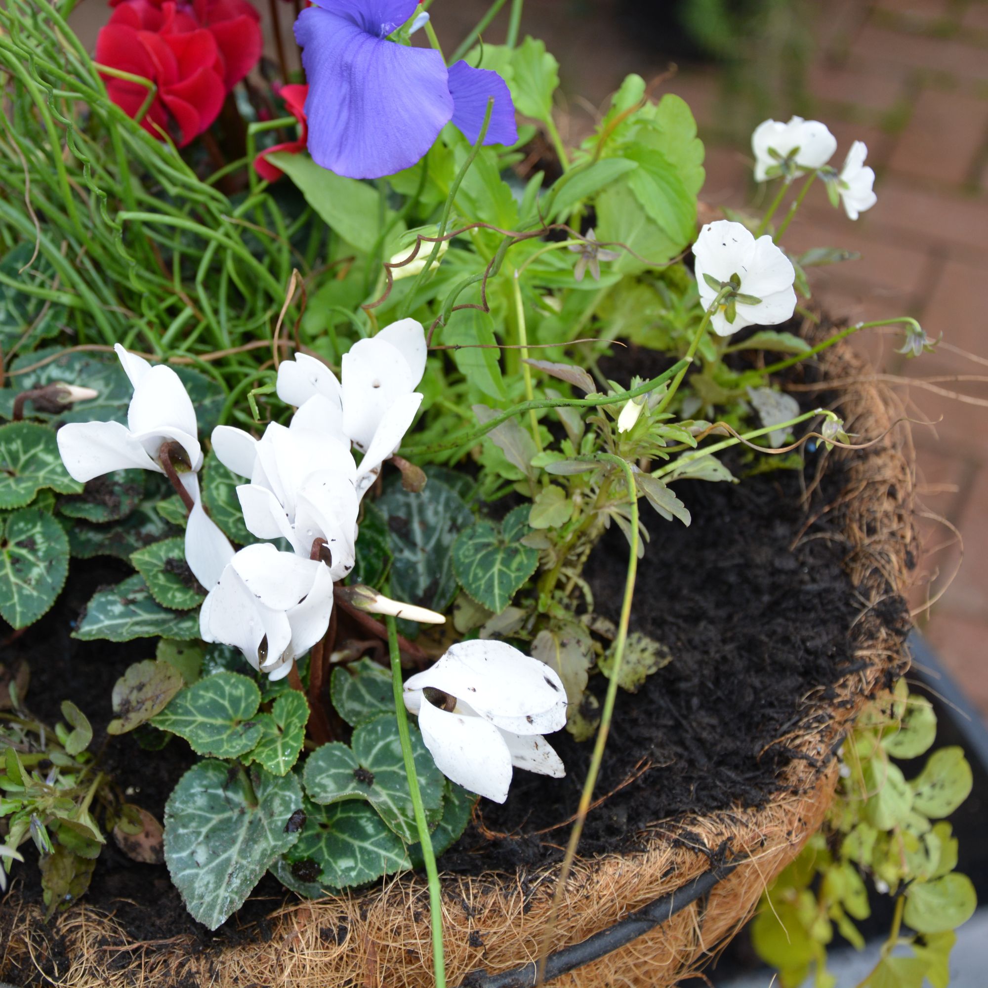 Hanging basket with white flowers
