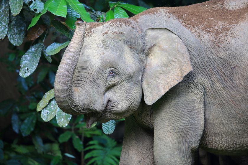 50 of the most endangered species on the planet | Live Science