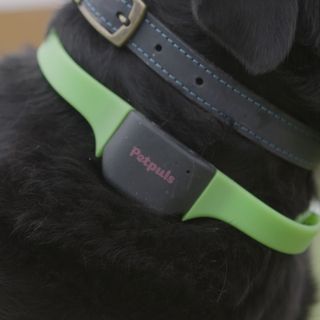 pet plus collar on black dog