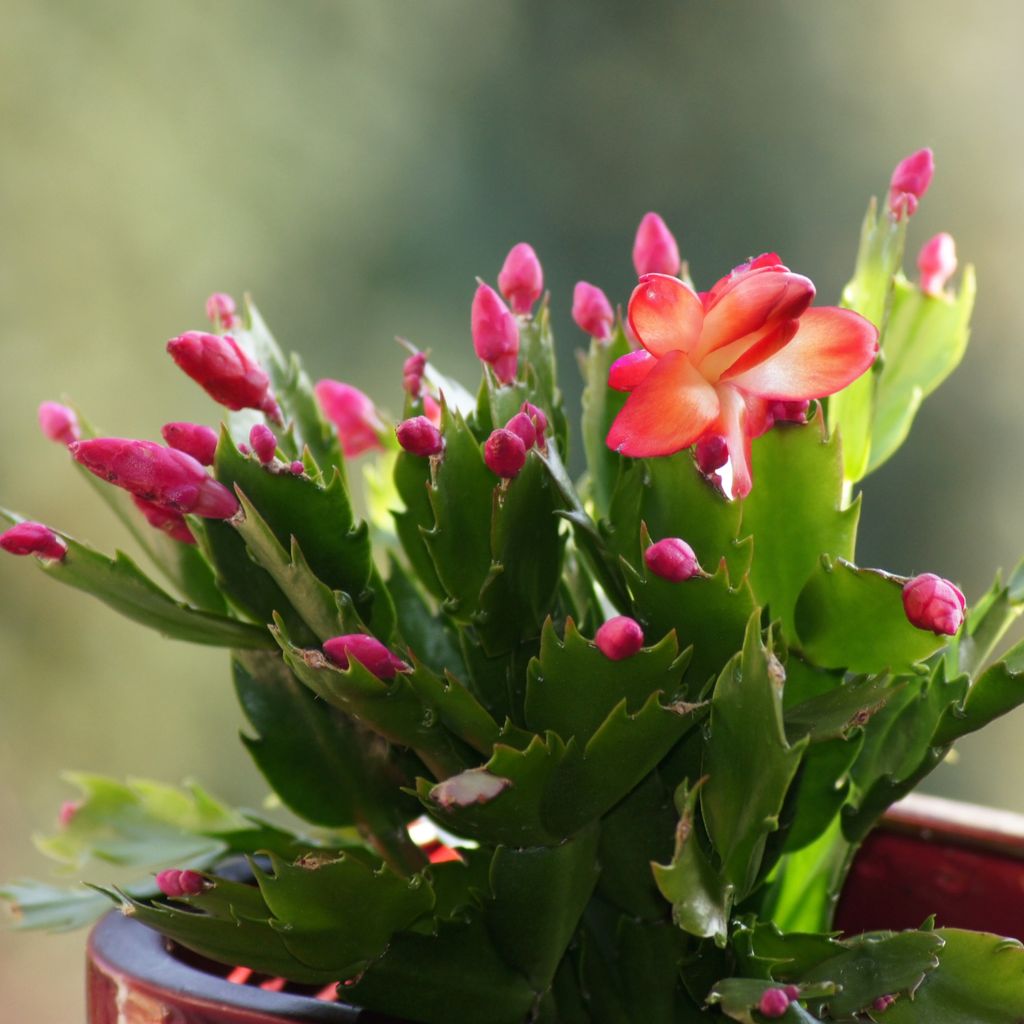 How to perk up a droopy Christmas cactus | Ideal Home