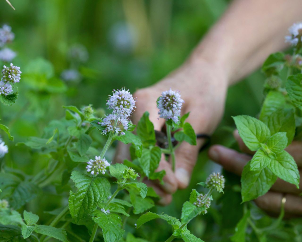 water mint pond plant