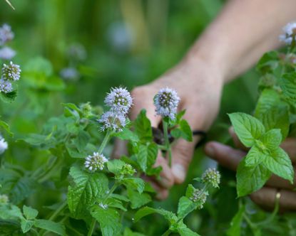 water mint pond plant