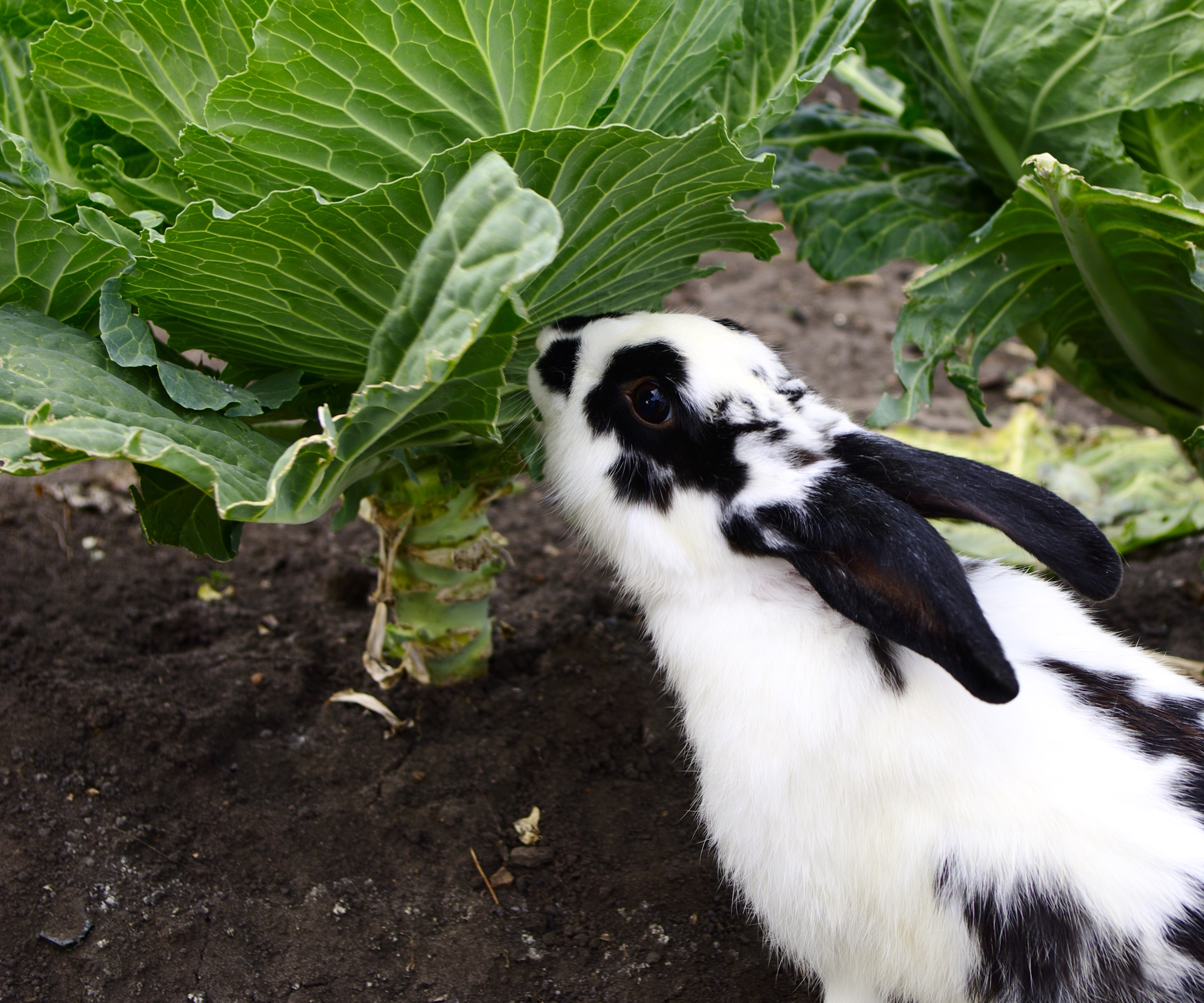 A black and white rabbit nibbles on a cabbage in a vegetable garden