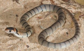 The baby eastern brown snake (Pseudonaja textilis) feeds exclusively on reptiles, while its parents would have had a broader diet.