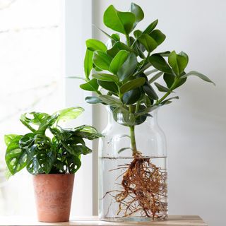 indoor plant ideas: plant in water