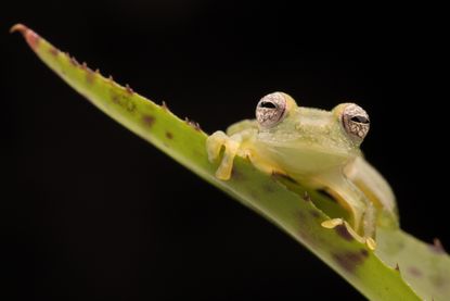 A glass frog.