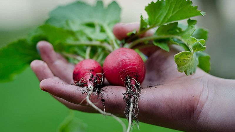 Black Duck Brand vegetable &amp; herb seeds