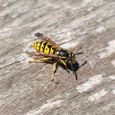 Yellowjacket wasp