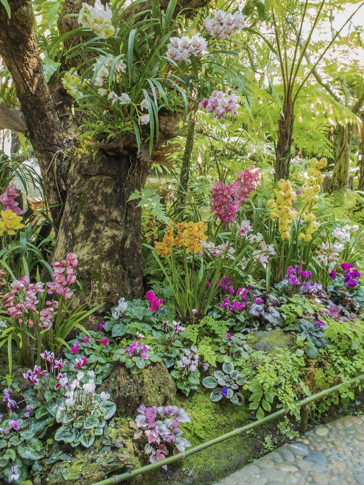 Plants And Flowers Growing Around Trees