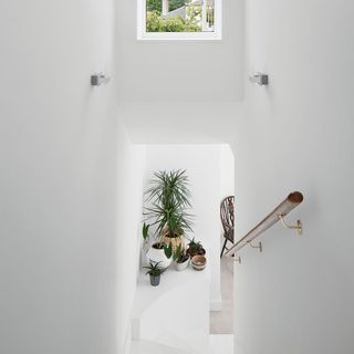 outdoor staircase with stairwell and potted plant